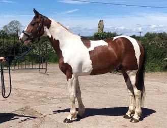 Coloured Colt For Sale